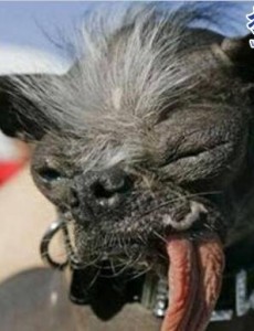 盘点世界上最丑的狗排名：歪嘴斜眼浑身没毛(犹如丧尸)奇形怪状