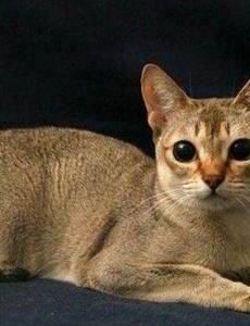 世界上最小的猫有多小：新加坡猫，体重不超过2公斤，看完爱了