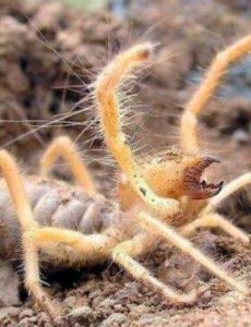 世界上最大的食人蛛有多么的可怕：骆驼蜘蛛，可吞下自身体重3倍的物体(长25厘米