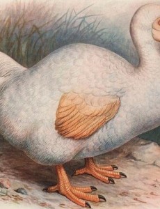 最著名的已灭绝动物是什么：渡渡鸟，从被发现到灭绝仅用70年