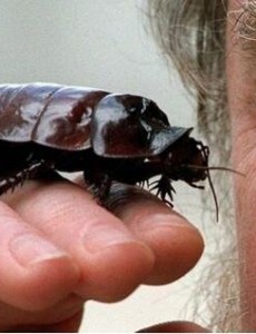 世界上最大的蟑螂有多大：犀牛蟑螂(智商极高能听懂人话）神奇了！