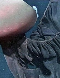 深海最恐怖的生物到底是什么：冥河水母极像摄魂怪(体长可达11米)太吓人了