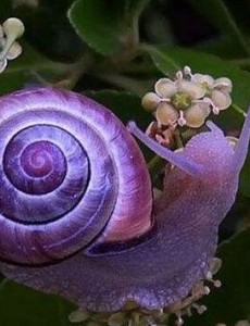 世界上十种奇特紫色动物神奇的很，美的让人惊讶(图)，你喜欢吗