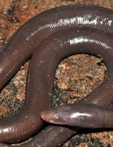 世界上最大的蚯蚓你敢想象吗 ，南美洲巨型蚯蚓比蟒蛇更大更粗，有些吓人