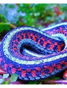 世界上最奇异的蛇自带香味：香蛇，能发出香气,防蚊？？真的吗