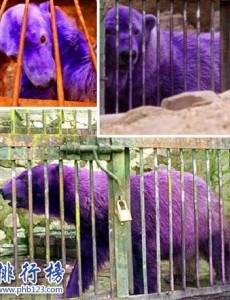 世界上最漂亮的北极熊是什么样子的：紫色北极熊，因病变异(图)原来是真的