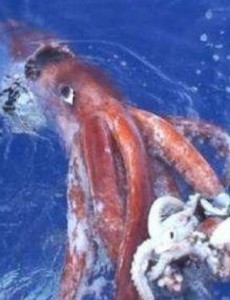 世界上最大的乌贼图片有多大，大王乌贼长80米重达50吨（常与鲸鱼搏斗）实在刺激