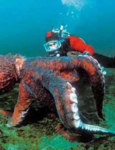 世界上最大的章鱼有多大，太平洋巨型章鱼长9.1米捕食鲨鱼为生不敢相信！