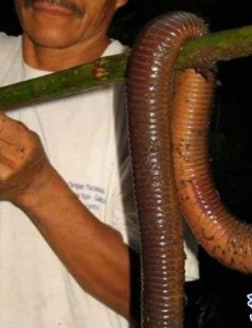 世界上最长的蚯蚓多长呢,澳大利亚巨型蚯蚓长达3米（也很脆弱）各有长处