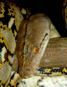 世界上最长的蟒蛇多吓人,网纹蟒长达12米（可绞杀野猪）太可怕了