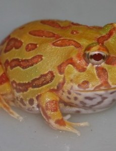 看看世界上最漂亮的青蛙长什么样,南瓜角蛙看起来像个小南瓜（白化后的钟角蛙）