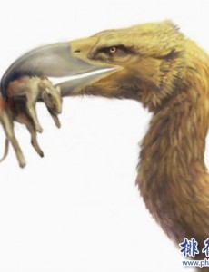 史前最危险的十大巨兽都有哪些,骇鸟以脑髓为食(也叫恐怖鸟)好可怕