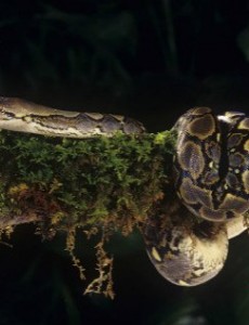 世界上最大的蛇你知道吗,桂花生吞一人很轻松（全长14.85米）吓死个人