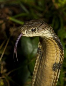 眼镜王蛇VS黄金眼镜蛇,眼镜王蛇是蛇类煞星(体内有抗毒血清)竟然是这样