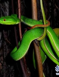 盘点广东十大毒蛇排名,竹叶青是最致命的毒蛇（最美的最致命）一定要小心