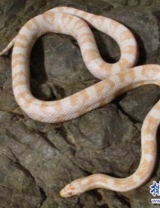 盘点世界上十大最美的蛇,玉米锦蛇的观赏性很高(漂亮的宠物蛇）居然是宠物蛇