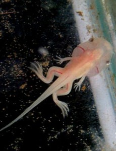 世界上居然有只能生活在水中的青蛙,热带爪蟾（有发达的蹼）太神奇了