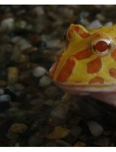 传说世界上最“招财”的青蛙,黄金角蛙（也被称作招财蛙）真的招财吗