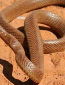 盘点世界上十大最毒的蛇排行榜,细鳞太攀蛇一口毒死25万只老鼠简直太可怕