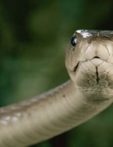 蛇类大比拼，黑曼巴蛇VS眼镜王蛇,看看它们到底谁更厉害（两者不相上下）