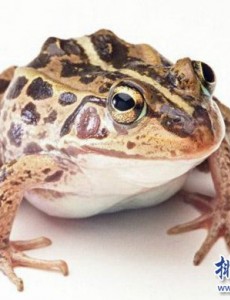 世界上竟然有专门用来吃的青蛙,稻香蛙（改良版虎纹蛙）快来看看