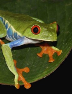 盘点世界十大宠物蛙排行榜,红眼树蛙的颜值最高，你觉得怎么样