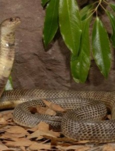 盘点世界上食性最广泛的蛇,舟山眼镜蛇（竟然是中国十大毒蛇之一）