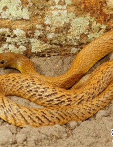 揭秘世界上最毒的蛇,细鳞太攀蛇（分泌一次毒液可杀死100名成年人）毛骨悚然