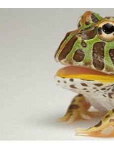 谈论世界上生性凶猛的青蛙,钟角蛙(会袭击一切经过它的动物)还很能吃