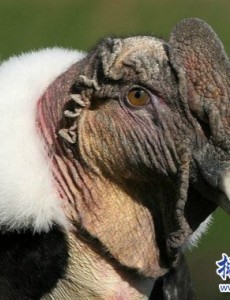 揭晓世界上最大的猛禽，安第斯神鹫(安第斯文明之魂)长什么样子呢