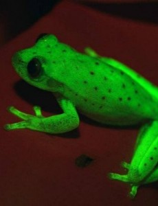 揭秘世界上第一种荧光蛙,南美圆点树蛙(折射短波光线发出荧光)真的会发光吗？