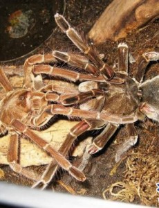 盘点世界上最大的蜘蛛,亚马逊巨人食鸟蛛（体型堪比一只小狗）有危害吗