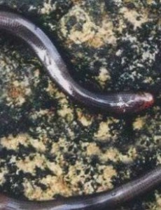 揭晓世界上最小的蛇,钩盲蛇（常被误认为是蚯蚓）到底有多小呢