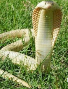 揭秘世界上最凶猛的蛇，竟然是黄金眼睛蛇(攻击一次产生的毒液可杀死6人)