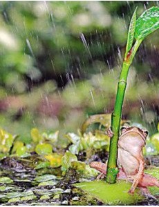 揭晓世界上最小清新的青蛙,打伞树蛙(后被证实为摆拍)被拆穿