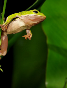 盘点世界上最漂亮的观赏蛙,树蛙(蛙界的小萌物)你知道吗