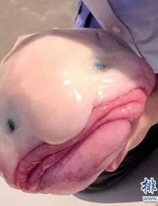 盘点世界上最丑的鱼排行榜,水滴鱼必须位列第一（没有最丑只有更丑）