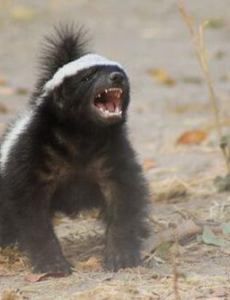 世界上最无畏的动物是谁,平头哥蜜獾（见谁咬谁）无所畏惧