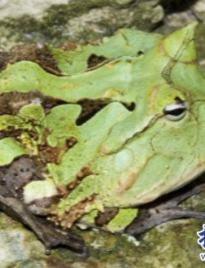 盘点世界上最猛的青蛙,苏里南角蛙（外形很萌实际很很猛）一起来了解