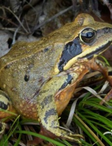 盘点世界上最具医药价值的青蛙,林蛙（纯天然补品）价值不菲
