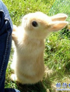 揭晓世界上最萌的兔子,公主兔（长得漂亮又重情义）这么可爱爱了