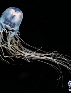 揭秘世界上最毒的水母,箱水母比毒蛇还毒（被刺中30秒内死亡）太可怕了