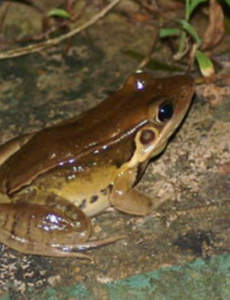 盘点世界上最有趣的青蛙,沼水蛙（求偶时叫声像狗）真是神奇