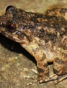 盘点世界上最美味的青蛙,据说石蛙的食用历史悠久(能食用且具有保健价值)