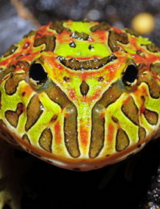 盘点世界上最普遍的宠物蛙,原来角蛙是宠物蛙饲养入门宠物