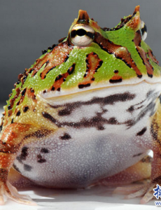 揭秘世界上触角最长的青蛙,亚马逊角蛙(贪吃致死)还很猛