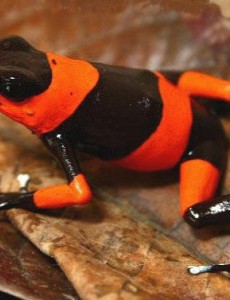 世界上极危青蛙是什么,红带箭毒蛙（竟然是极度濒危物种）