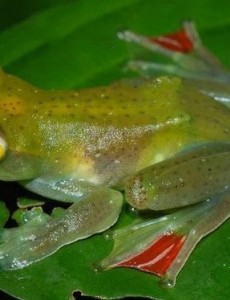 揭秘世界上最特别的青蛙,飞蛙据说是树上的跳跃者（俗称华莱士飞蛙/黑掌树蛙）