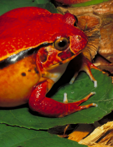 揭秘世界上攻击力最弱的青蛙,马达加斯加番茄蛙（据说只会分泌强力胶）