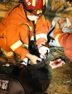 搜救犬参与爆炸救援受伤，仍旧忍痛参加完了这一轮搜救作业